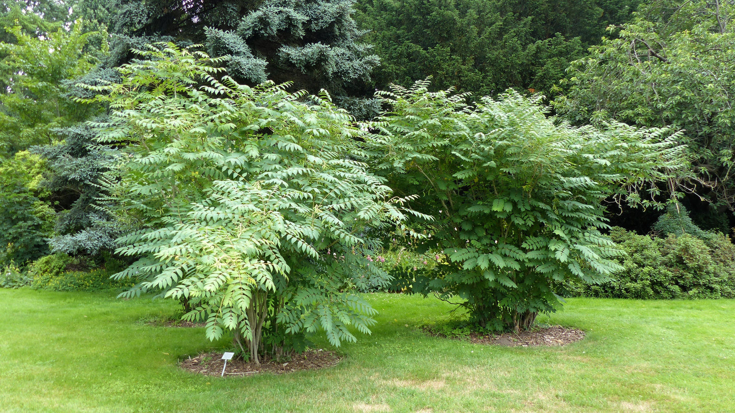 7 BLUE SAUSAGE FRUIT Edible & Ornamental Decaisnea Fargesii Tree Shrub Seeds