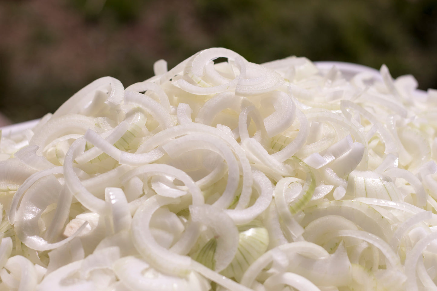 250 ECLIPSE ONION White Sweet Allium Cepa Vegetable Seeds