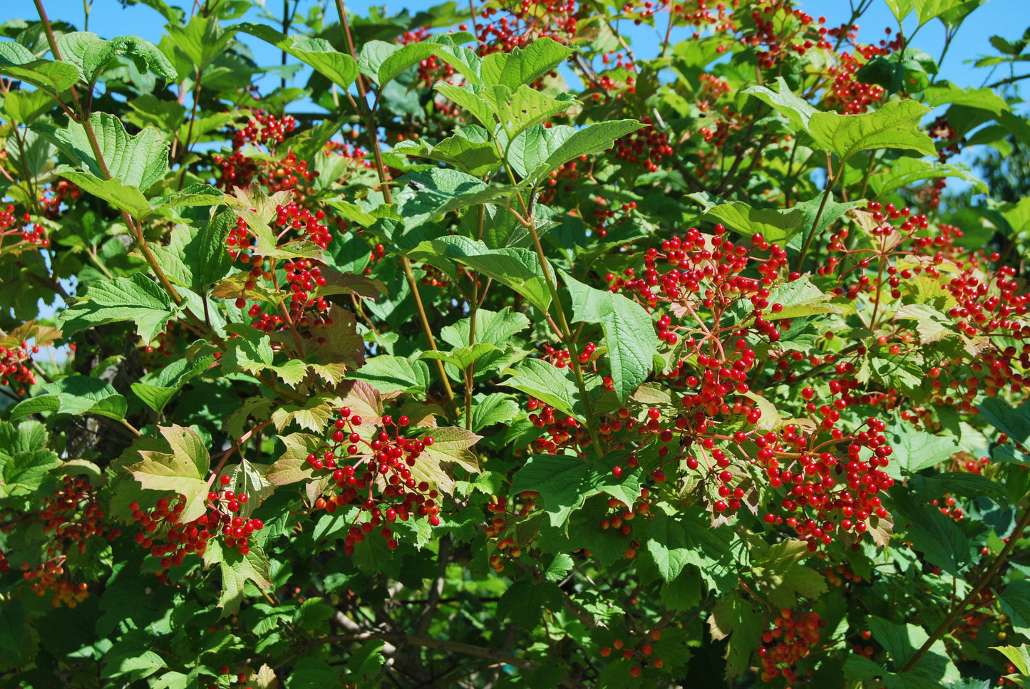 20 AMERICAN HIGHBUSH CRANBERRY Viburnum Trilobum Red Fruit White Flower Shrub Seeds