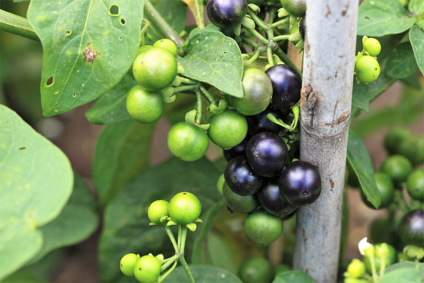 100 GARDEN HUCKLEBERRY (Ground Cherry) Solanum Melanocerasum Berry Fruit Bush Seeds
