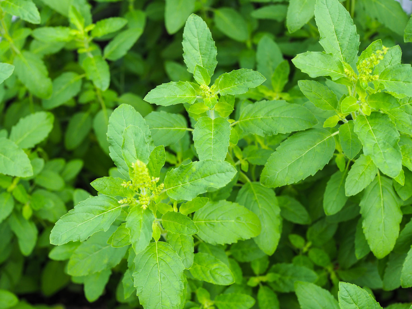 250 Green Tulsi HOLY BASIL Ocimum Sanctum Tenuiflorum Herb Flower Seeds