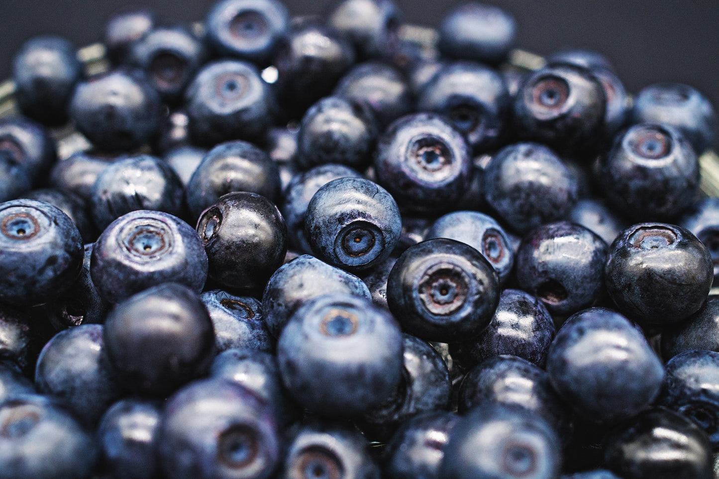 20 Common BILBERRY Fruit Shrub European Blueberry Vaccinium Myrtillus Seeds