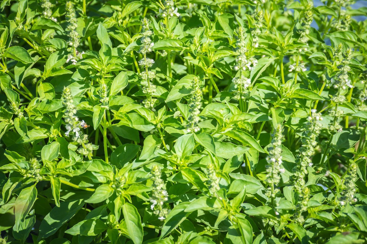 1500 LEMON BASIL Ocimum Basilicum HERB Flower Seeds