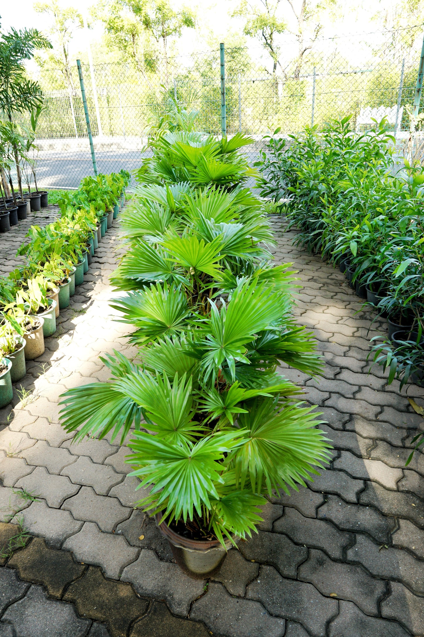 5 GREEN SAW PALMETTO Serenoa Repens American Dwarf Palm Tree Shrub Edible Fruit Sun or Shade Seeds