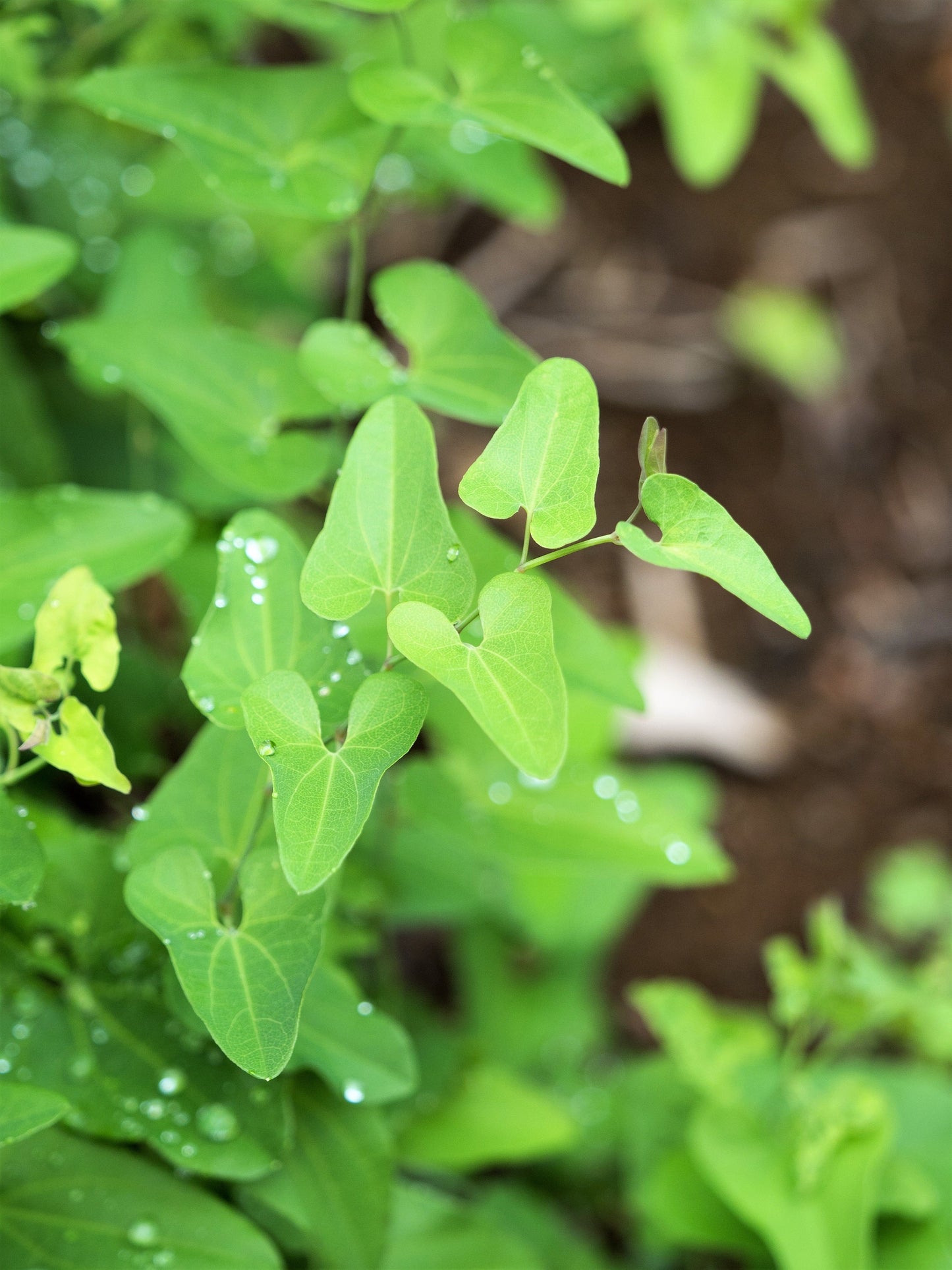 20 SLENDER DUTCHMAN'S PIPE Pipevine Aristolochia Debilis Deep Purple Flower Herb Vine Seeds