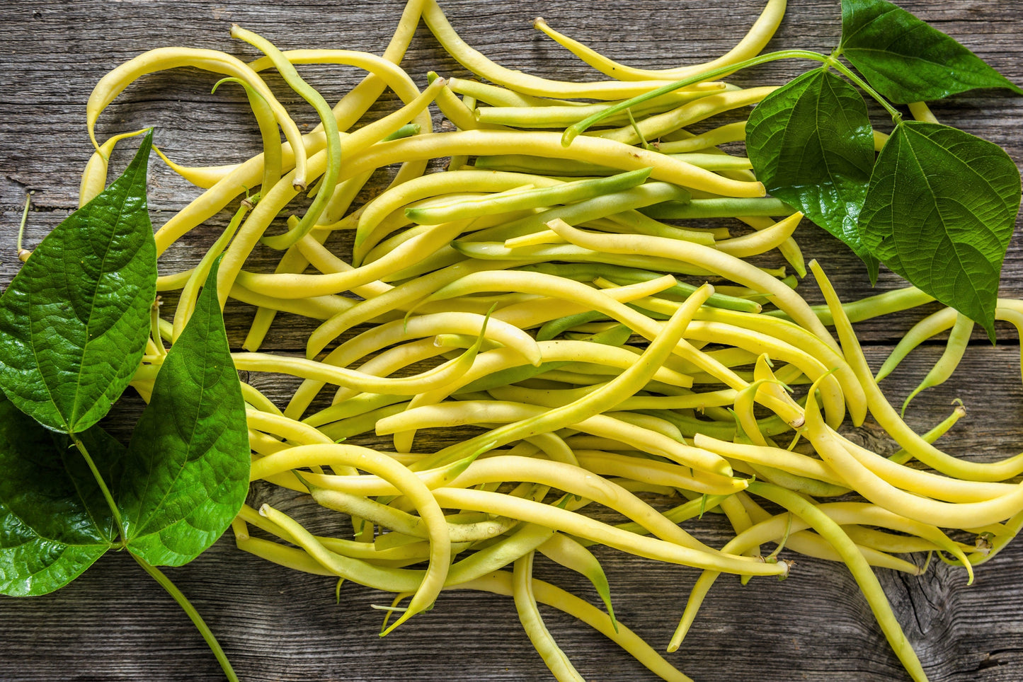 50 ' SLENDERWAX ' WAX BEAN Golden Yellow Bush Phaseolus Vulgaris Vegetable Seeds
