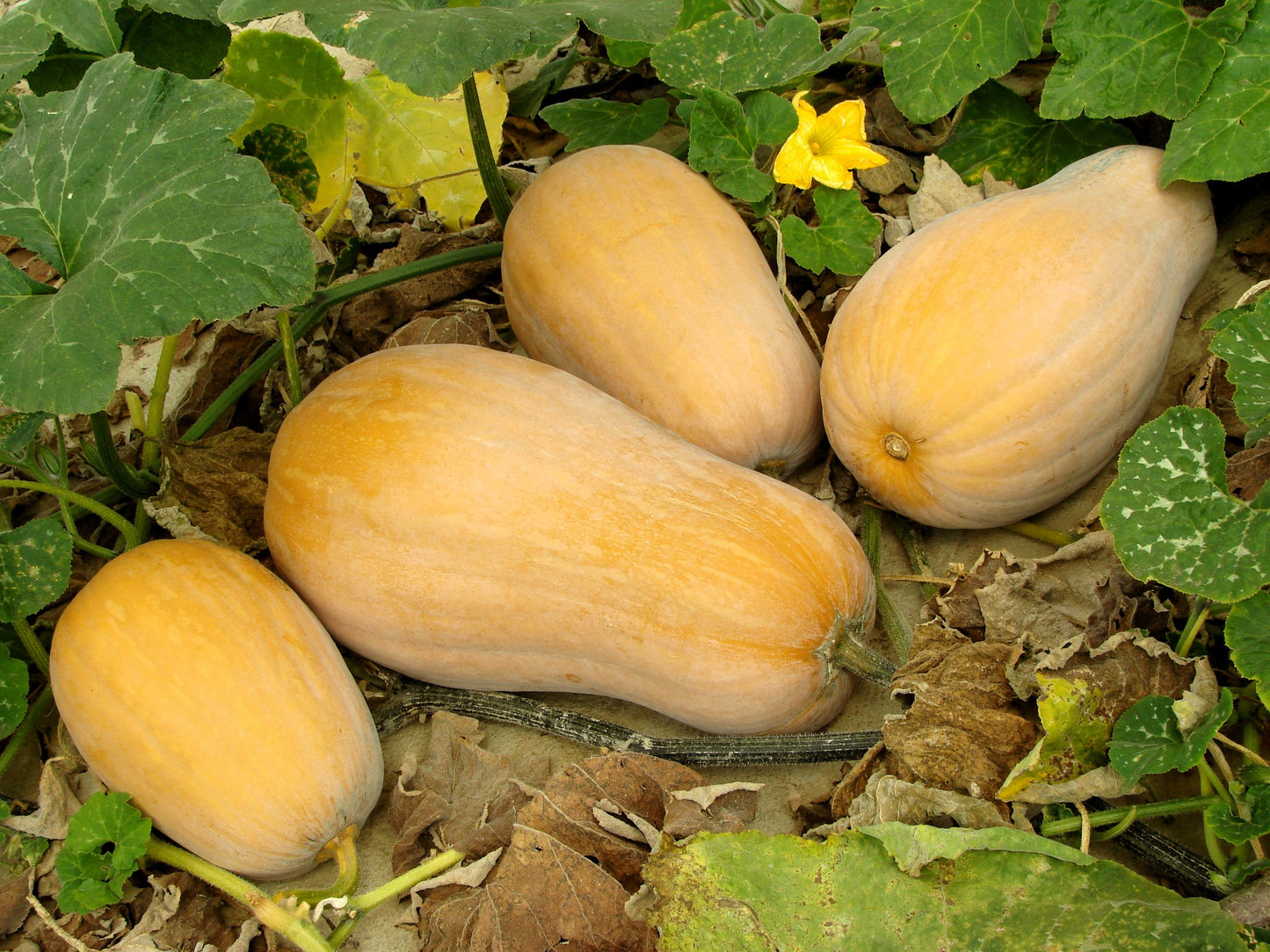 50 WALTHAM BUTTERNUT SQUASH Winter Cucurbita Moschata Vegetable Seeds
