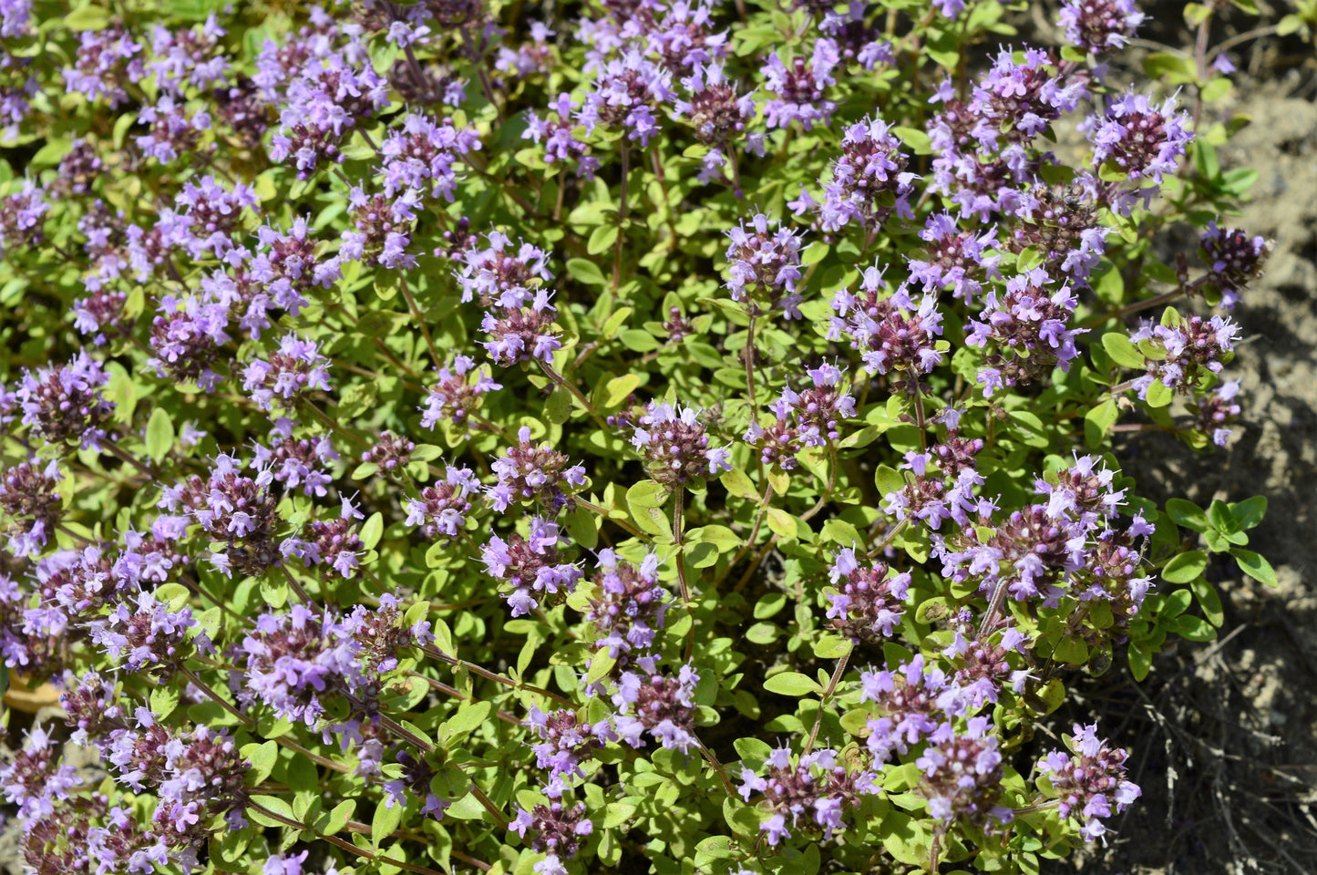 1000 LEMON THYME Thymus Pulegioides Herb Purple Flower Fragrant Evergreen Seeds