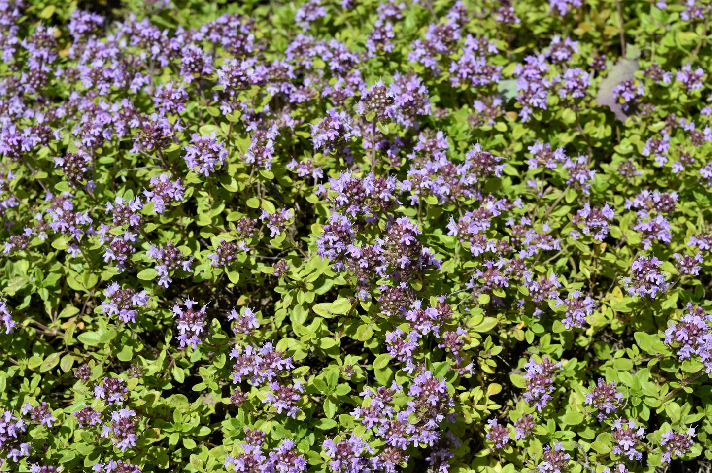1000 LEMON THYME Thymus Pulegioides Herb Purple Flower Fragrant Evergreen Seeds