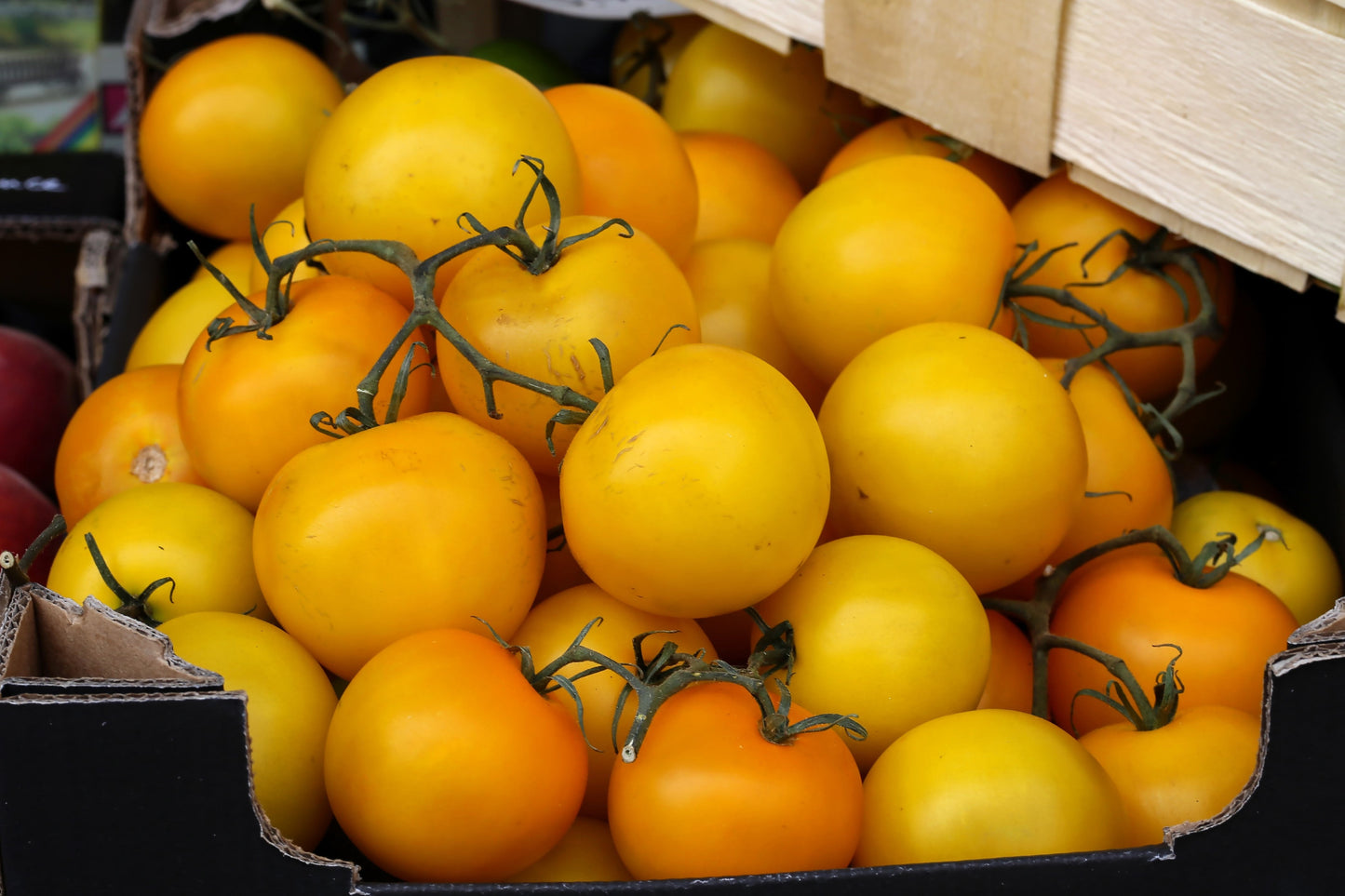 150 GOLDEN JUBILEE TOMATO Yellow Lycopersicon Lycopersicum Fruit Vegetable Seeds