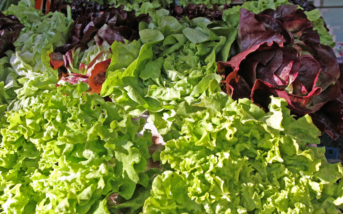 3000 OAK LEAF LETTUCE Lactuca Sativa Vegetable Seeds