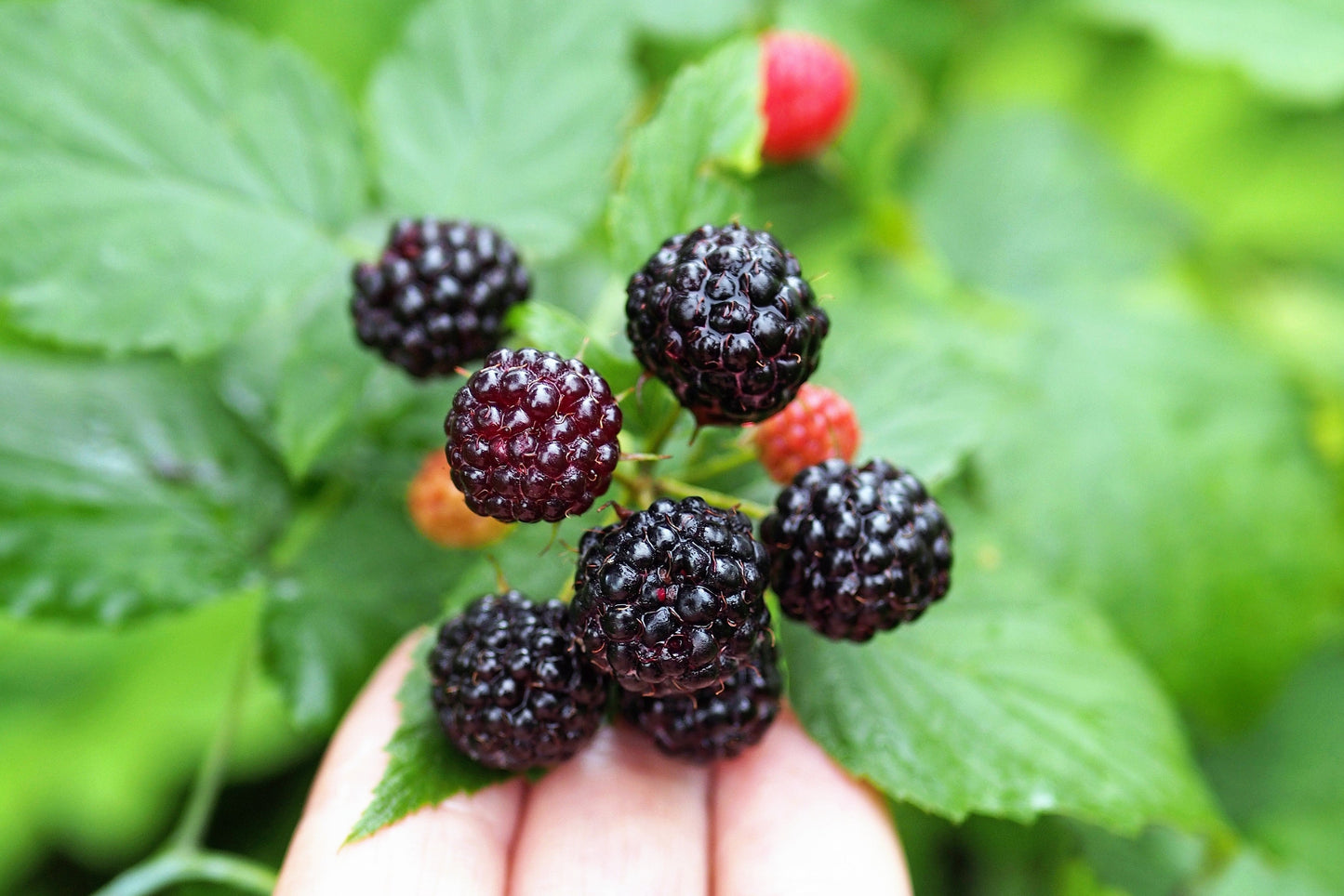 50 BLACK RASPBERRY Rubus Leucodermis Fruit Bush Vine Seeds