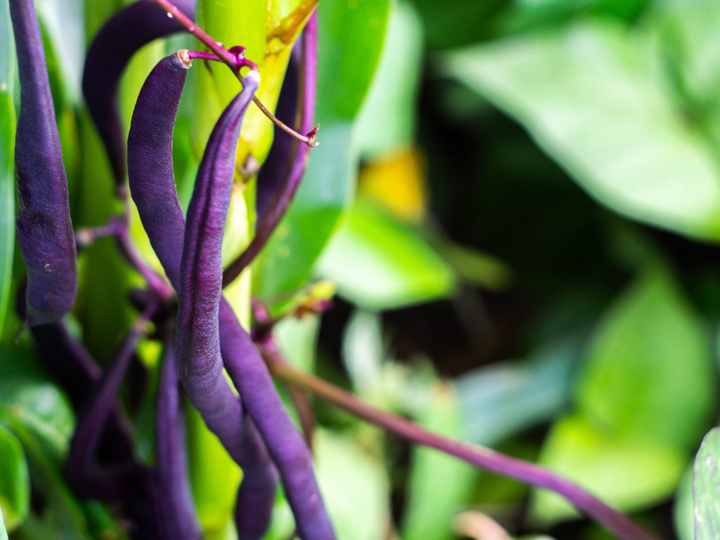 40 Royalty PURPLE POD BEAN Phaseolus Vulgaris Vegetable Seeds