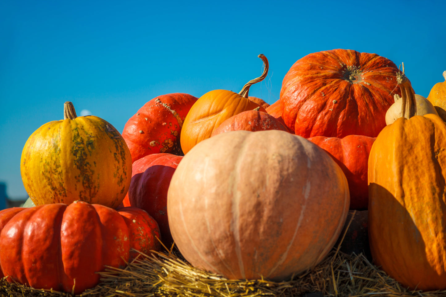 25 MAMMOTH GOLD PUMPKIN Cucurbita Maxima Carving Pie Vegetable Seeds
