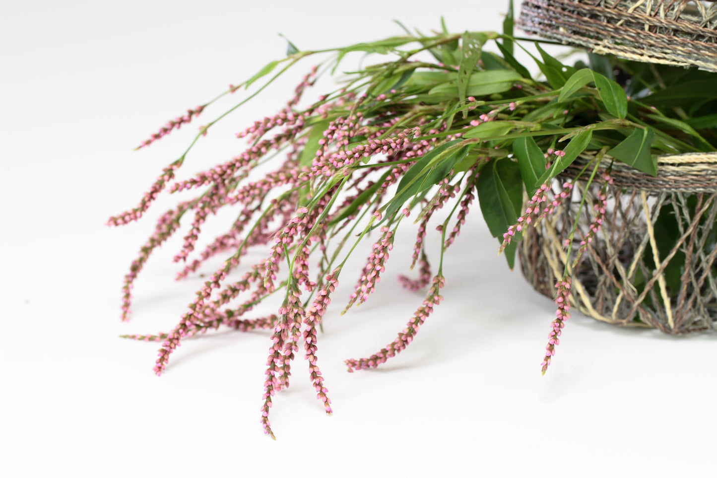 100 PINKWEED Smartweed Pink Knotweed Polygonum Wetland Flower Herb Seeds