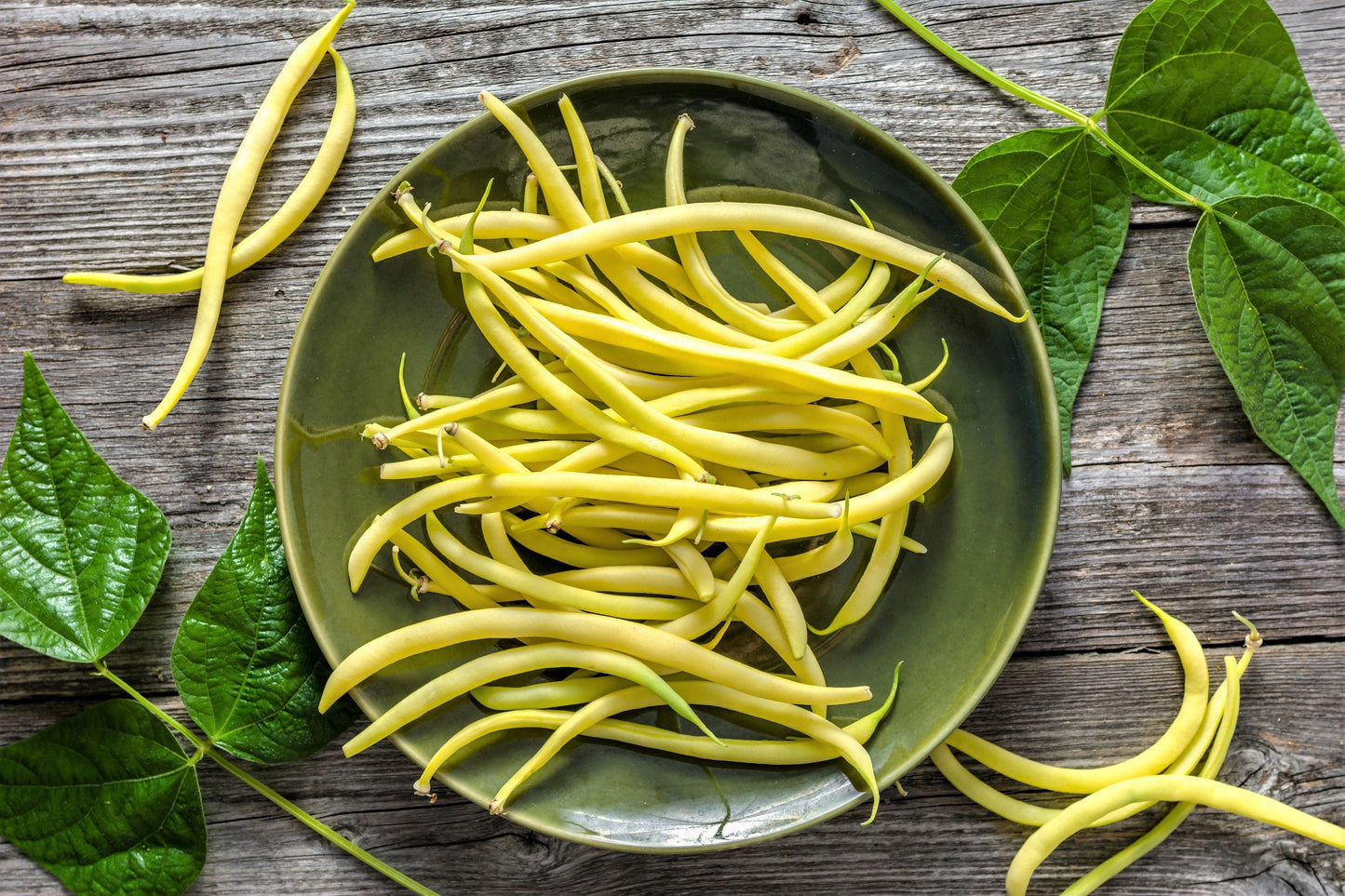 50 ' SLENDERWAX ' WAX BEAN Golden Yellow Bush Phaseolus Vulgaris Vegetable Seeds