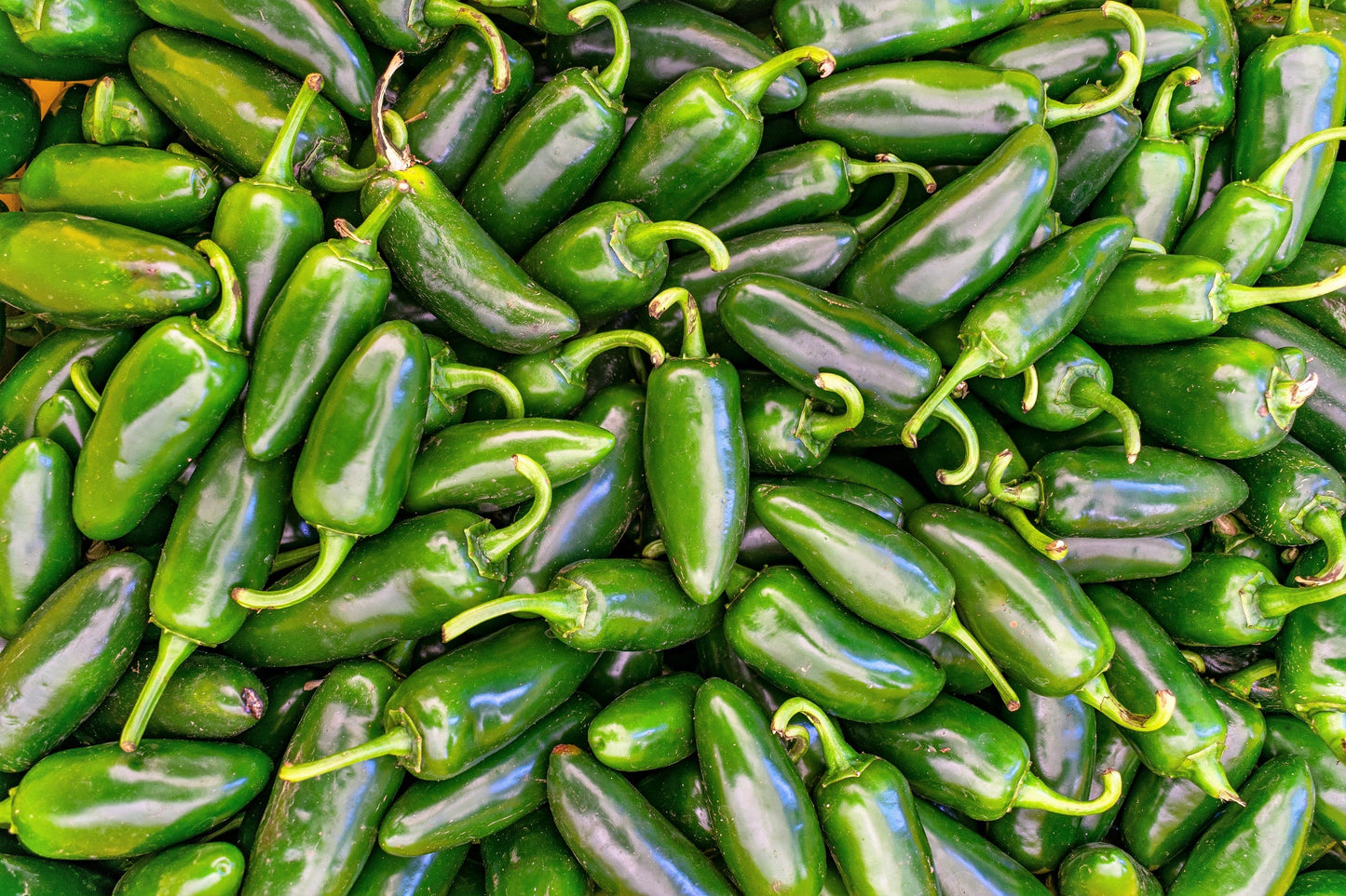 400 HOT JALAPENO PEPPER Capsicum Annuum Mexican Chili Vegetable Seeds
