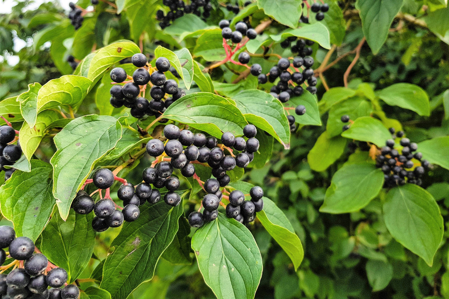 50 BLACK CHOKEBERRY Aronia Melanocarpa White Flower Fruit Shrub Seeds