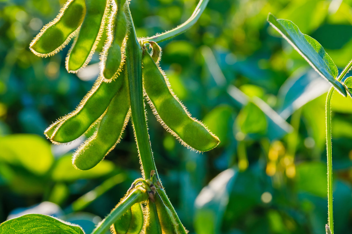 20 Edamame BE SWEET SOYBEAN Glycine Max Soy Bean Green / Yellow Vegetable Seeds