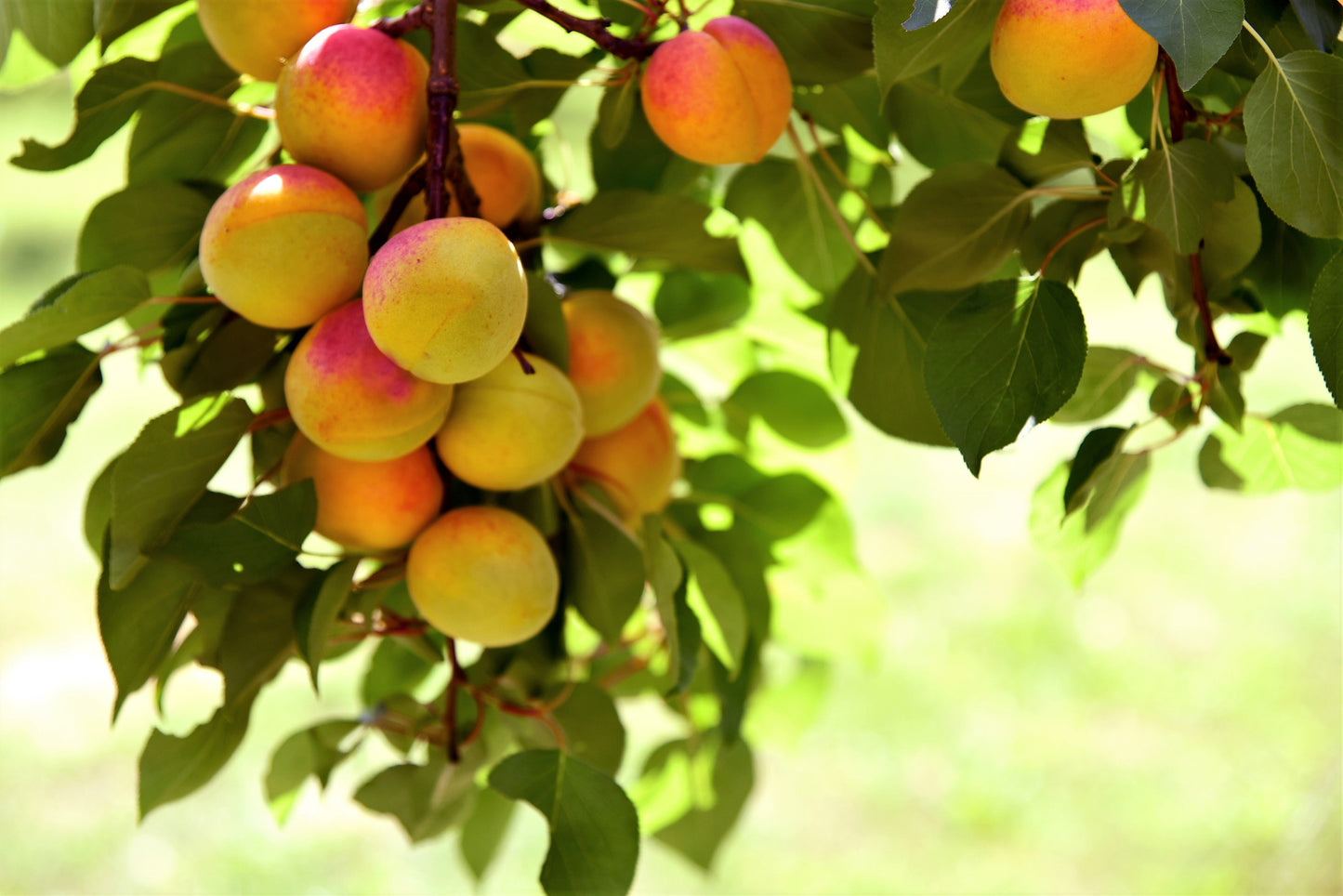 5 COMMON APRICOT Fruit Tree Prunus Armeniaca White Pink Flower Seeds