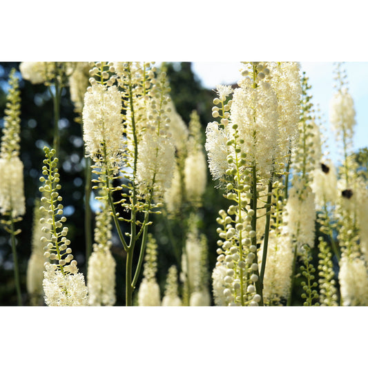 50 BLACK COHOSH Bugbane Actaea Racemosa Cimicifuga Bugbane Snakeroot Native White Shade Flower Herb Seeds