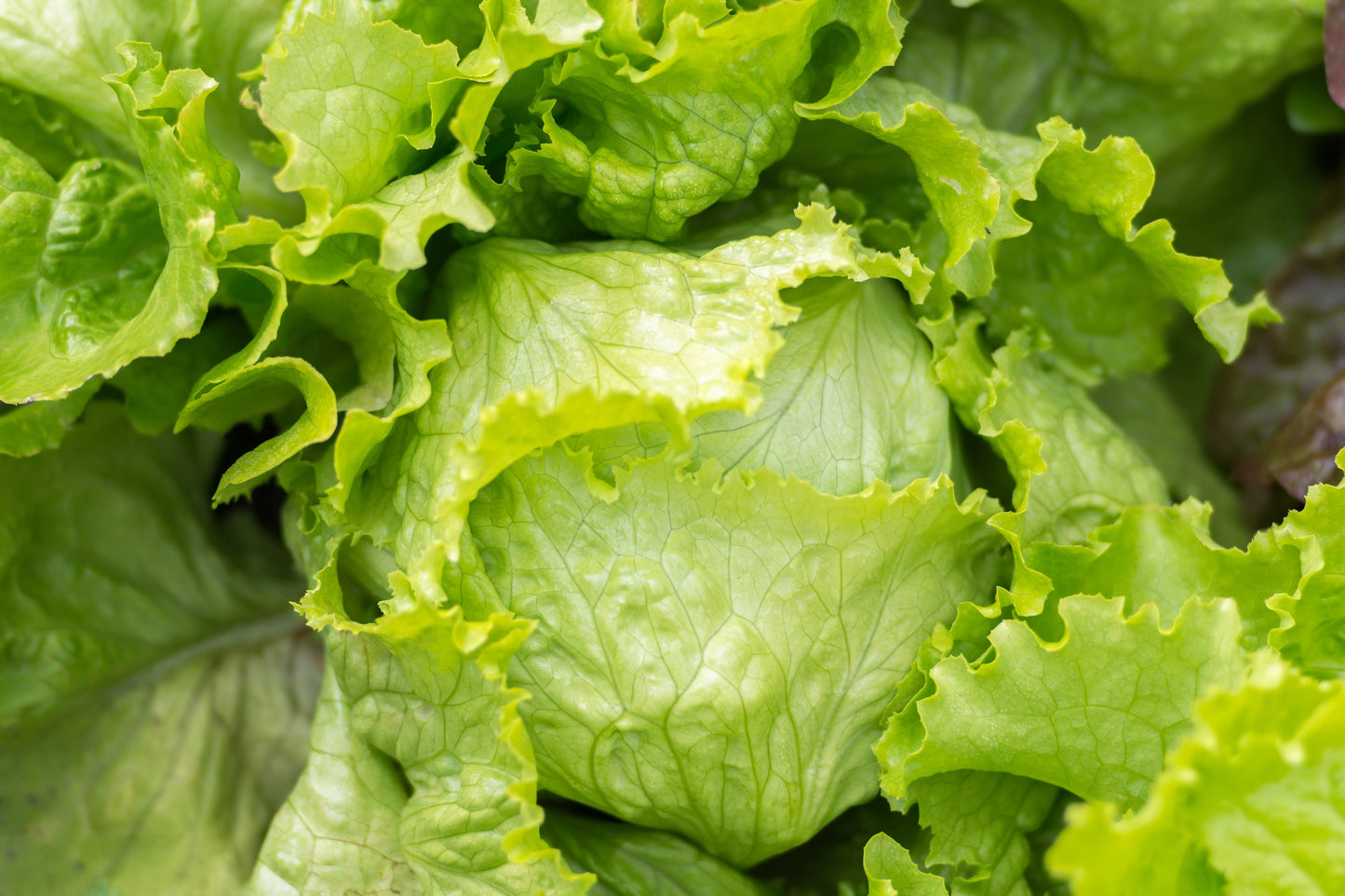 3000 ICEBERG HEAD LETTUCE Lactuca Sativa Vegetable Seeds