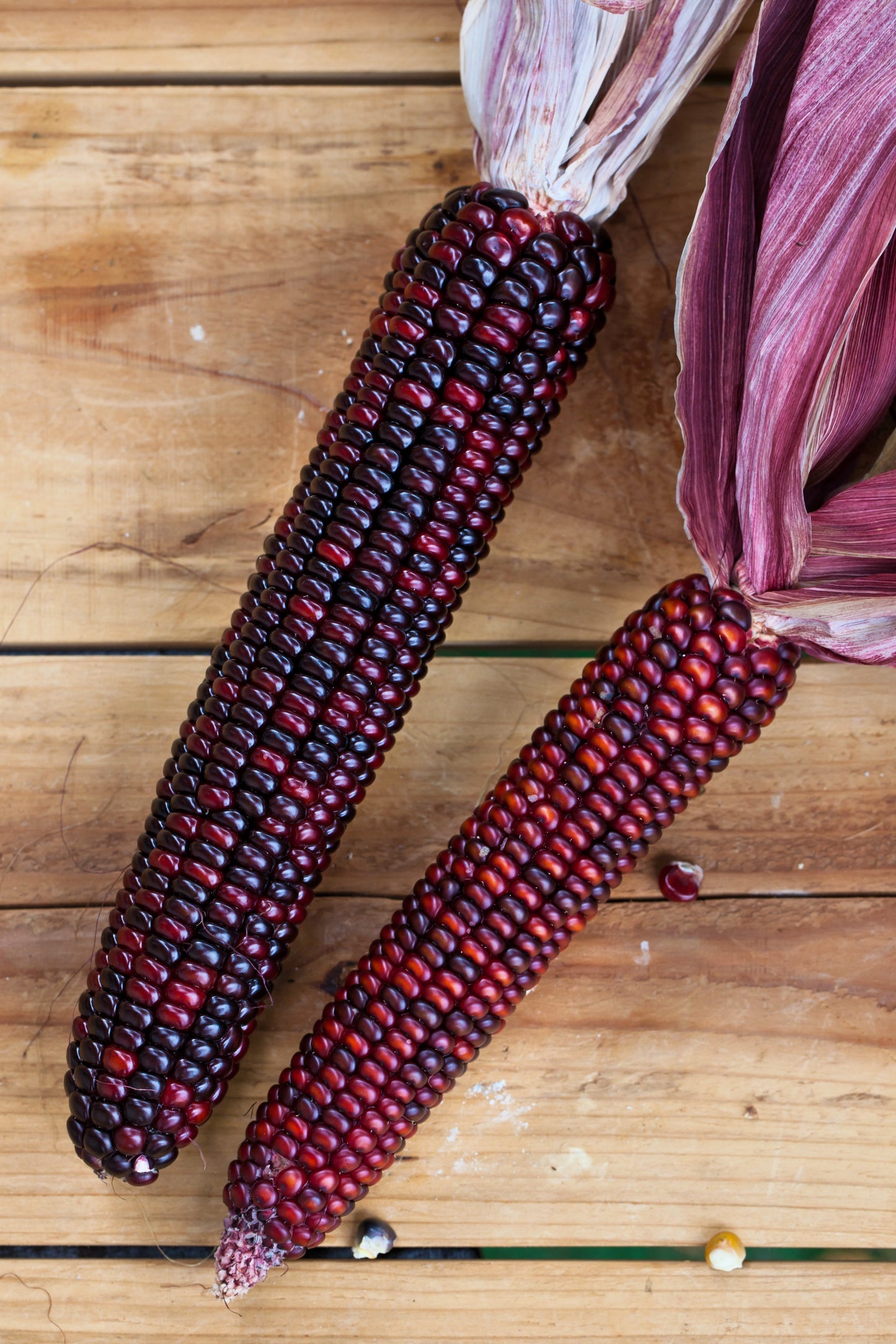 35 BLOODY BUTCHER Red CORN Edible & Ornamental Heirloom Zea Mays Vegetable Seeds
