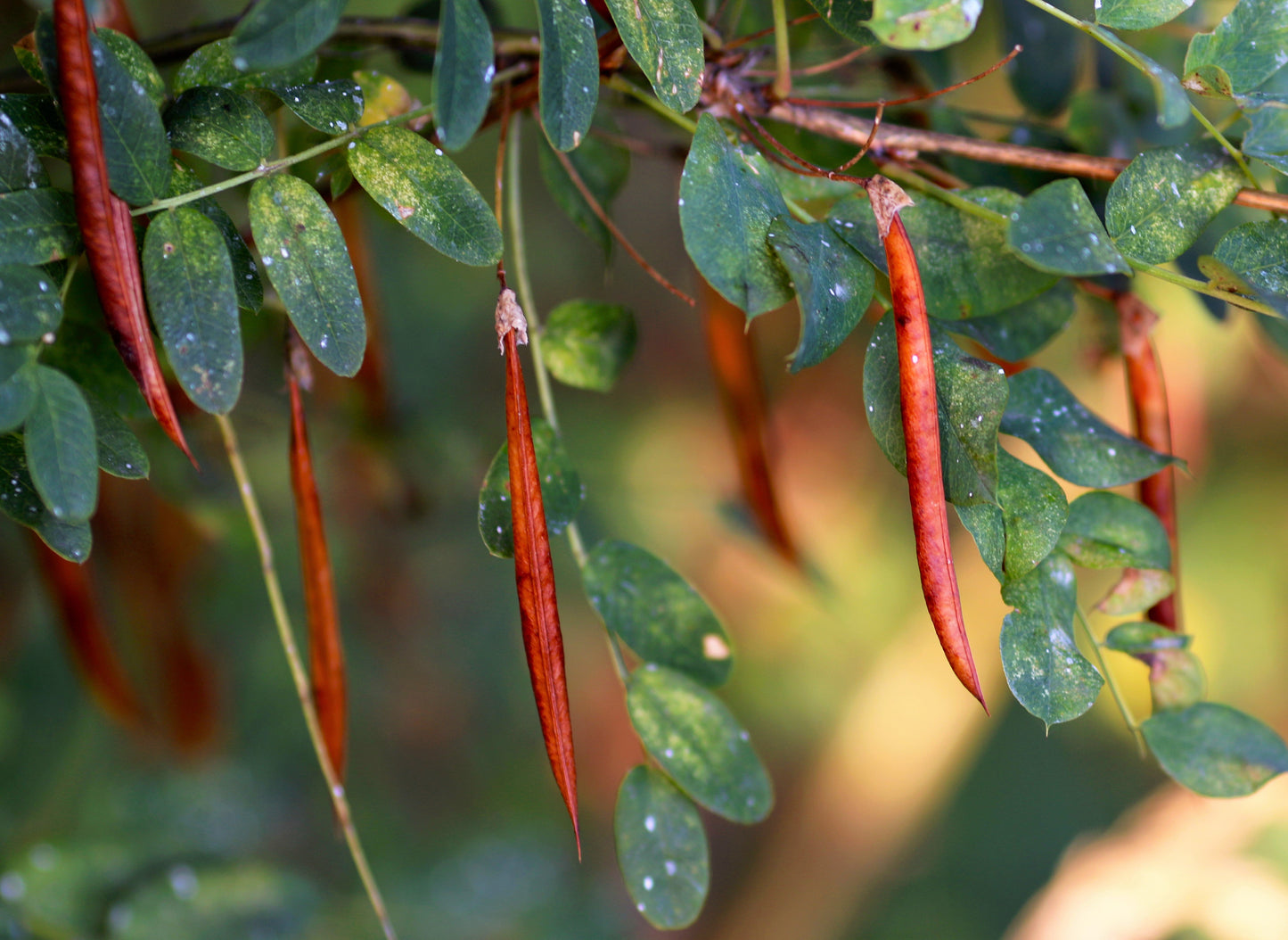 25 SIBERIAN PEASHRUB Caragana Arborescens Peatree Yellow Flower Legume Vegetable Seeds