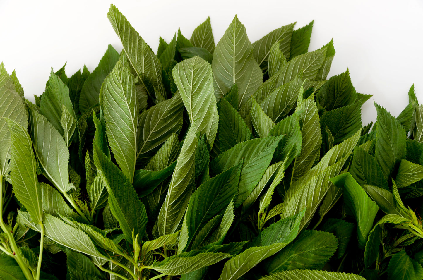 100 TOSSA JUTE Mallow Corchorus Olitorius African Sorrel Bush Okra Twine Vegetable Seeds