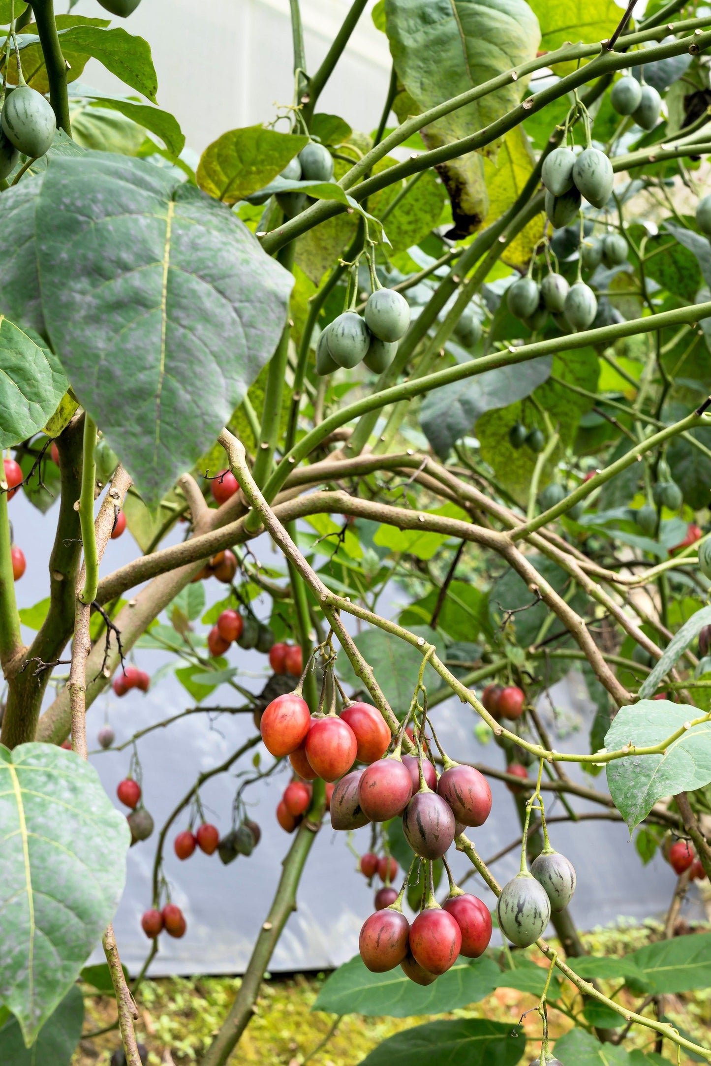 10 TAMARILLO / TREE TOMATO Cyphomandra Betacea Solanum Fruit Tree Seeds