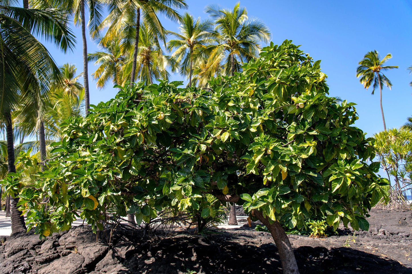 20 NONI Cheese Fruit Great Morinda Citrifolia Indian Beach Mulberry Shrub Tree Seeds