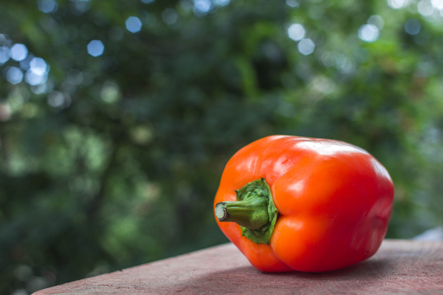 50 ORANGE Sun BELL PEPPER Sweet Capsicum Vegetable Seeds