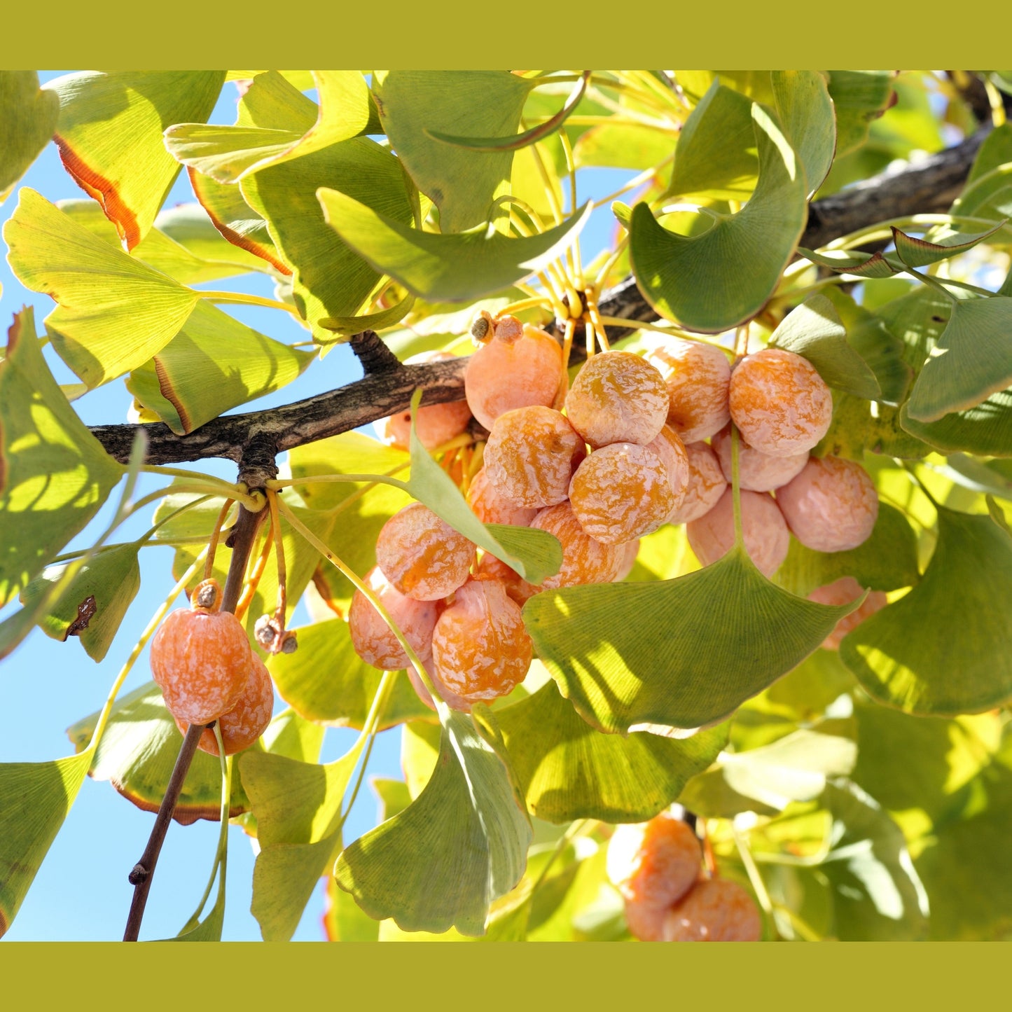 10 GINKGO BILOBA Maidenhair Tree Yellow Fall Orange "Fruit" Herb Seeds