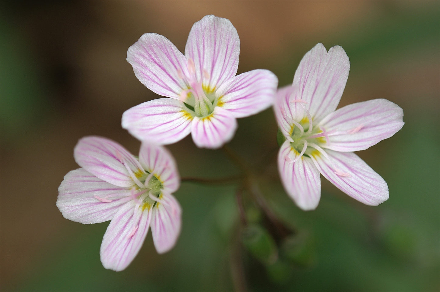 20 VIRGINIA SPRING BEAUTY Claytonia Virginica Eastern Fairy Pink Striped Native Grass Shade Flower Herb Seeds