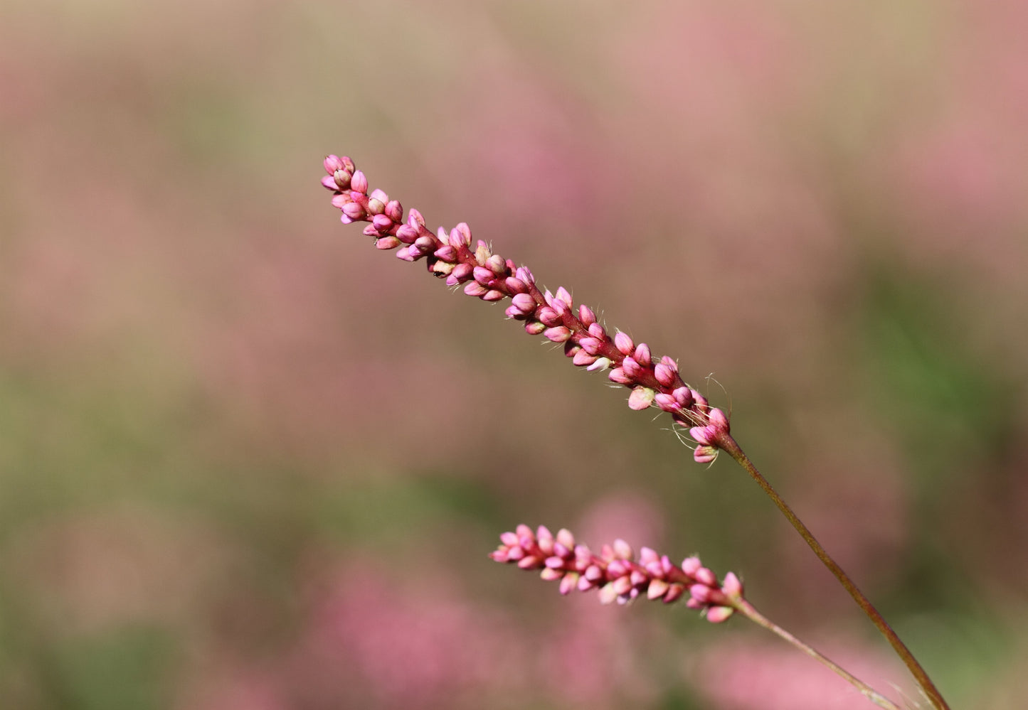 100 PINKWEED Smartweed Pink Knotweed Polygonum Wetland Flower Herb Seeds