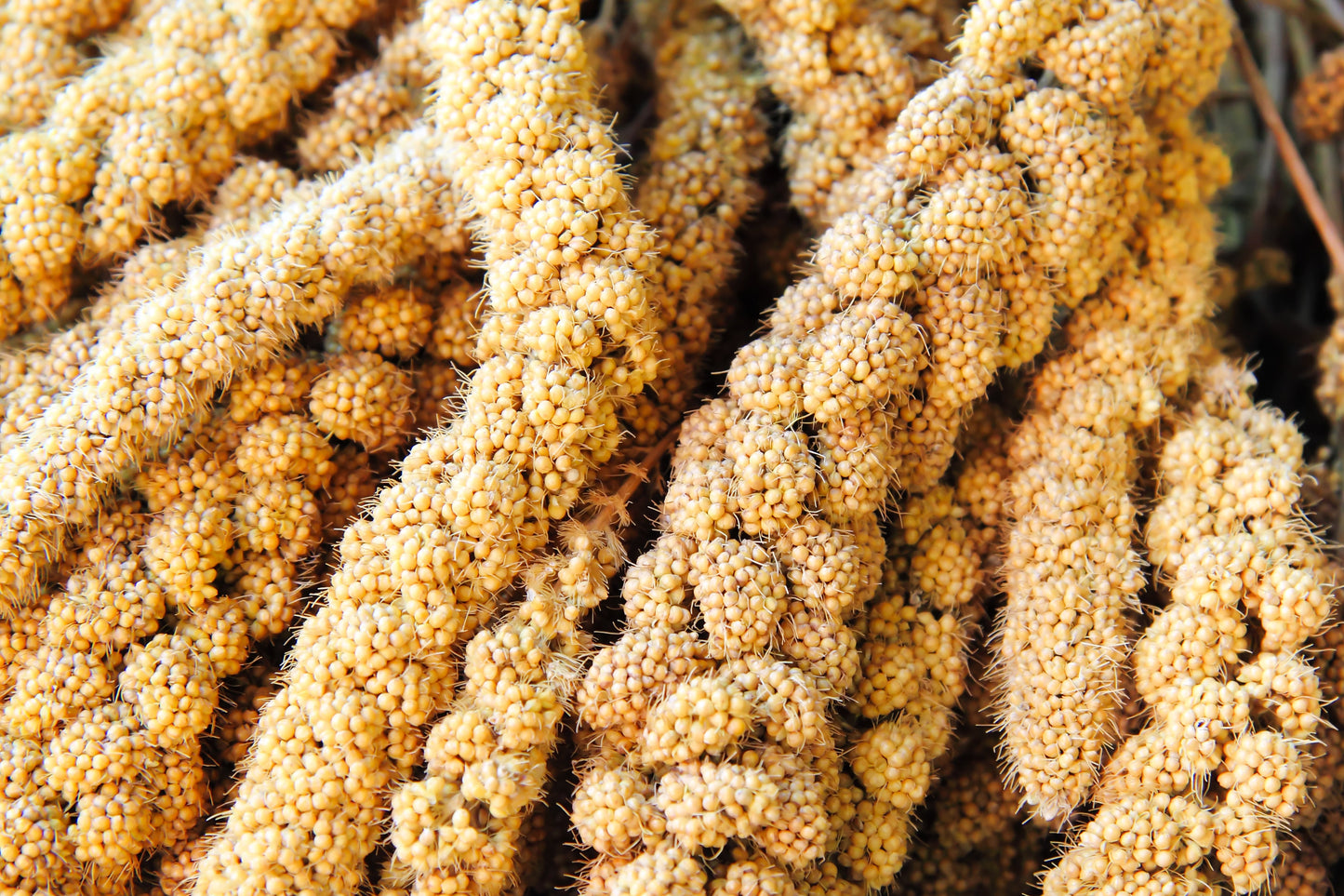 100 FOXTAIL MILLET Setaria Italica Ornamental Grass Flower Seeds