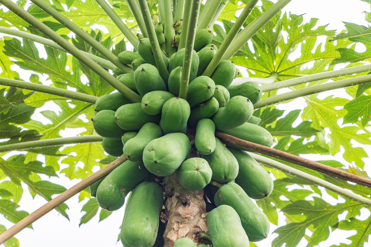 30 PAPAYA MELON Fruit TREE Carica Papaya Seeds