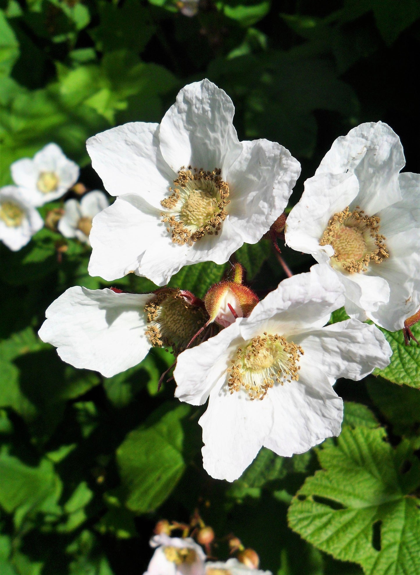 50 THIMBLEBERRY Rubus Parviflorus Edible Red Berry Fruit Native White Flower Sun or Shade Shrub Seeds