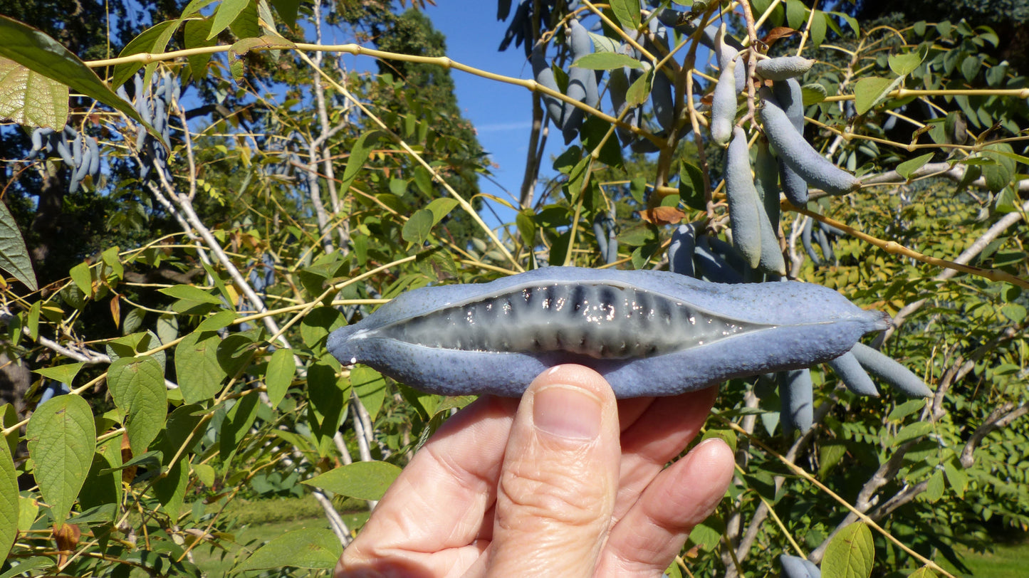 7 BLUE SAUSAGE FRUIT Edible & Ornamental Decaisnea Fargesii Tree Shrub Seeds