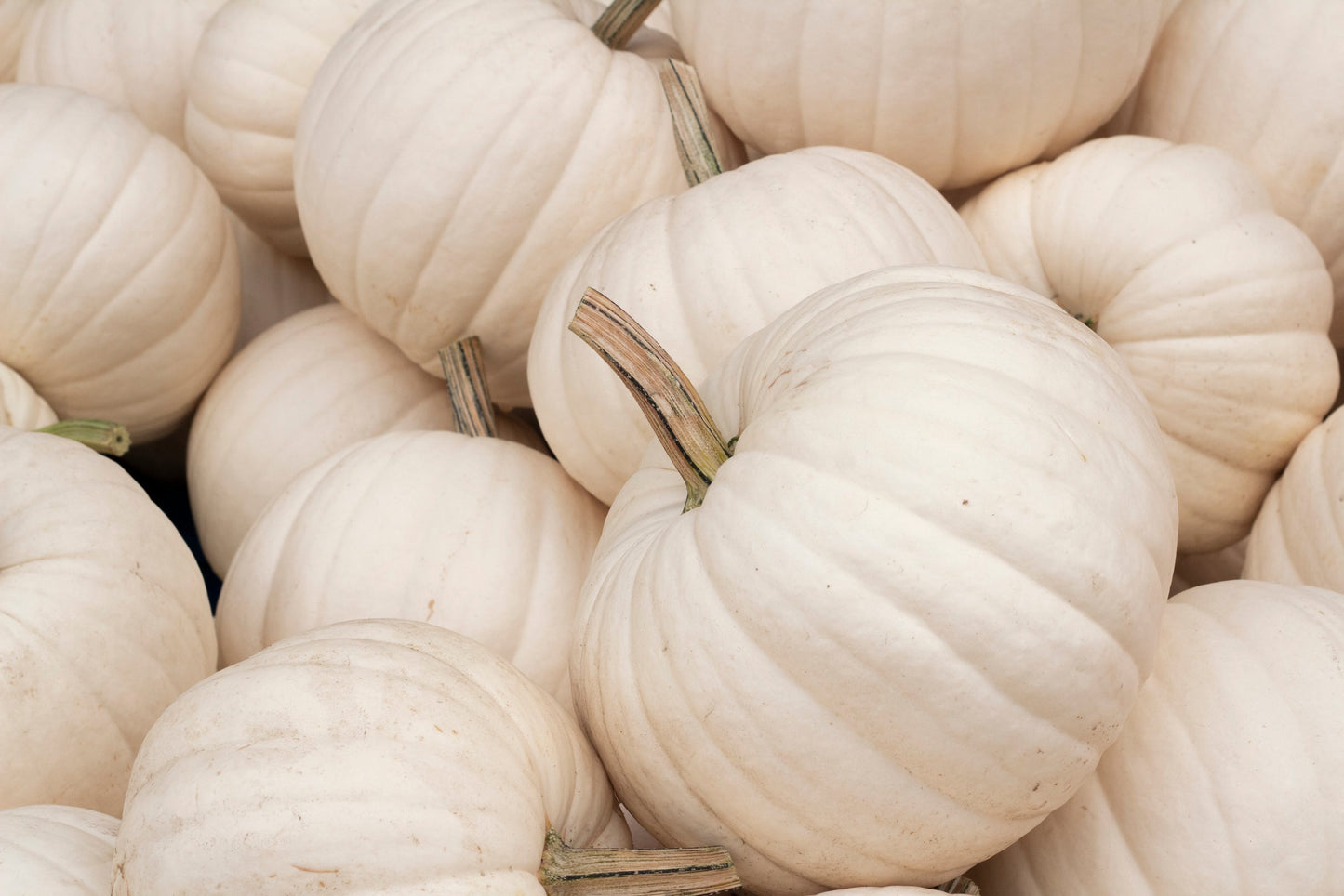 5 WHITE CASPER PUMPKIN White Skin Orange Flesh Cucurbita Maxima Vegetable Seeds