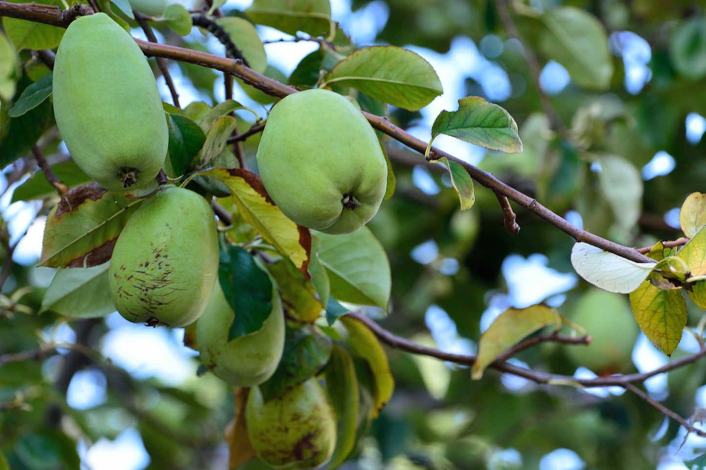 20 Chinese QUINCE FRUIT TREE Chaenomeles Sinensis Pseudocydonia Fruit Flower Seeds Thornless