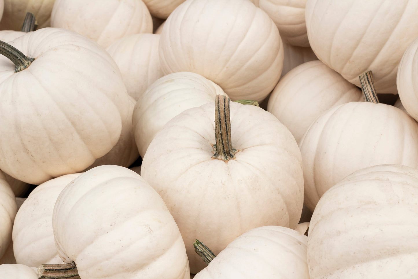 5 WHITE CASPER PUMPKIN White Skin Orange Flesh Cucurbita Maxima Vegetable Seeds