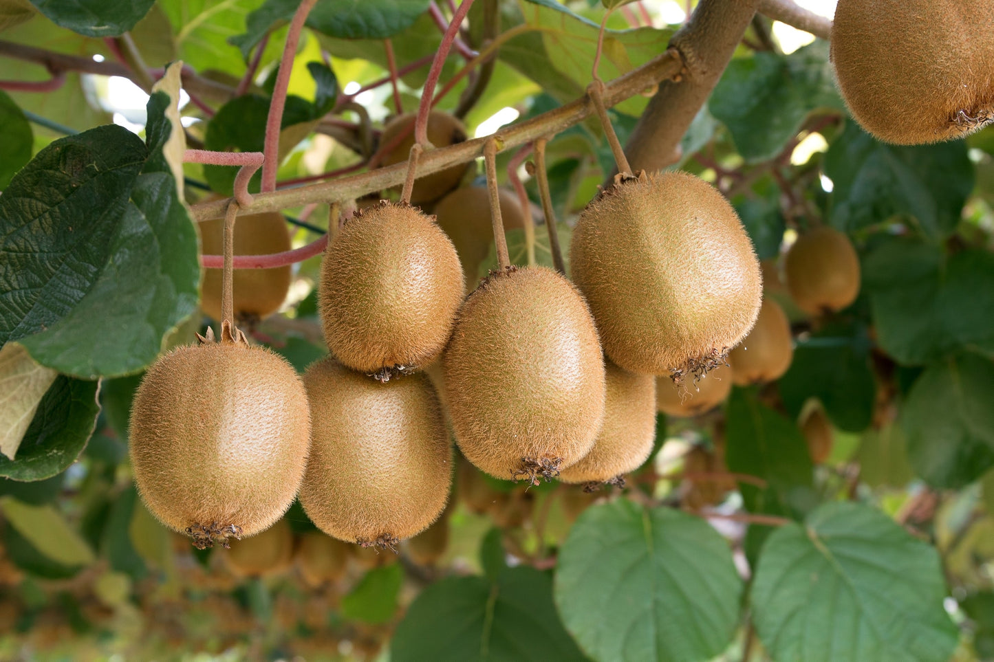100 KIWI FRUIT Kiwi Actinidia Vine Seeds (Kiwifruit / Hardy Kiwi / Tara Vine / Yang Tao / Chinese Gooseberry / Chinese Strawberry)