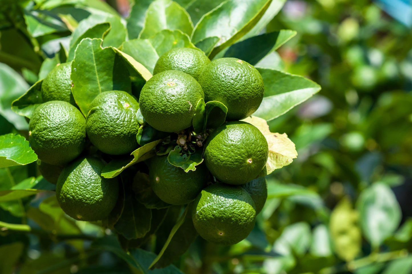 15 KEY LIME Citrus Aurantifolia Fruit Tree Shrub Seeds