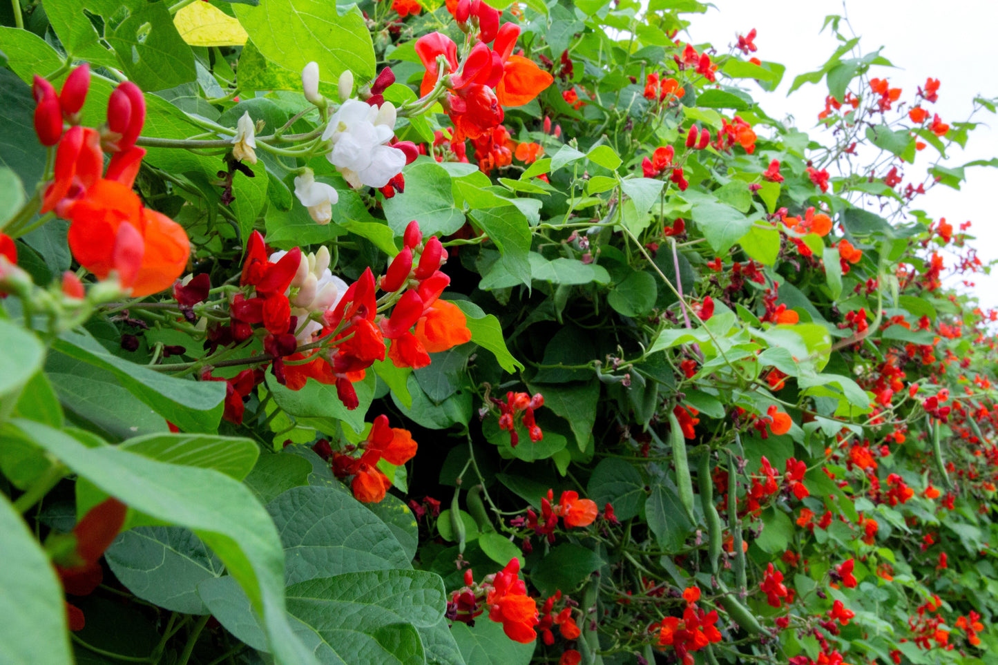 25 SCARLET RUNNER Pole BEAN Ornamental Red Flowers Phaseolus Vulgaris Vegetable Seeds