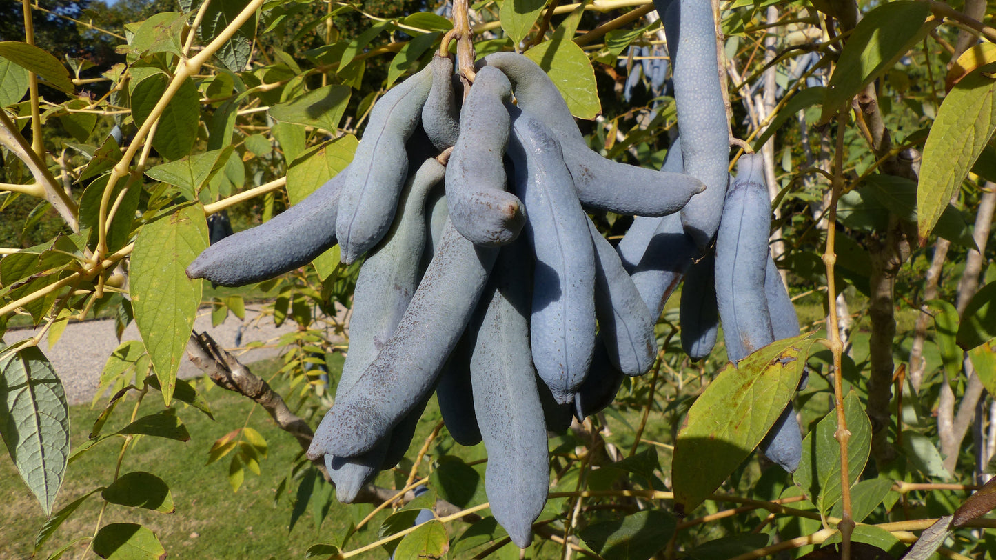 7 BLUE SAUSAGE FRUIT Edible & Ornamental Decaisnea Fargesii Tree Shrub Seeds