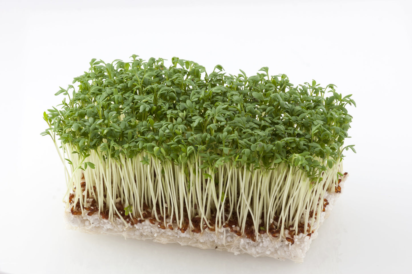 1500 UPLAND CRESS American Land Cress Barbarea Verna Creasy Vegetable Herb Seeds