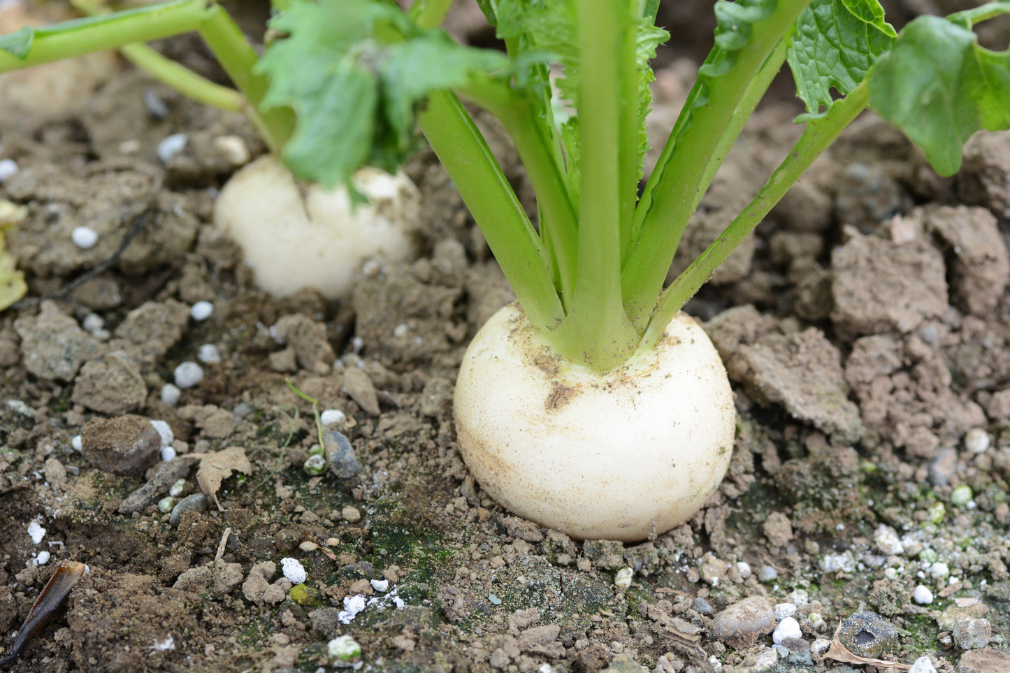 300 WHITE EGG TURNIP Brassica Rapa Vegetable Seeds