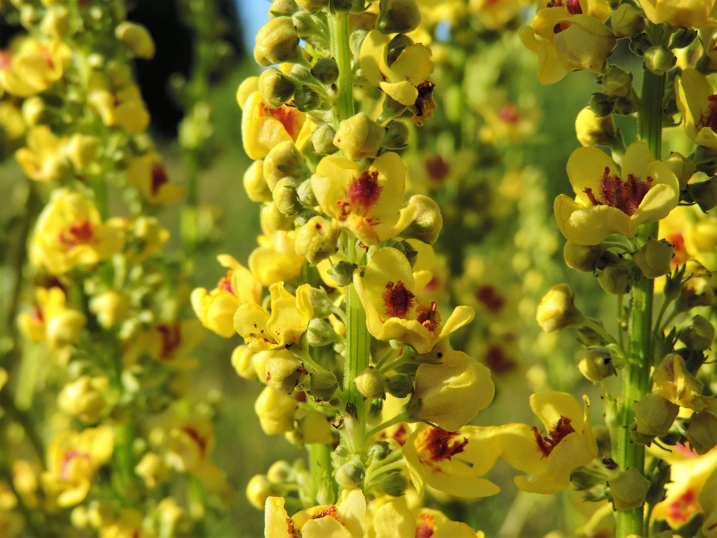 150 YELLOW VERBASCUM Thapsus Common Mullein Flower Herb Seeds