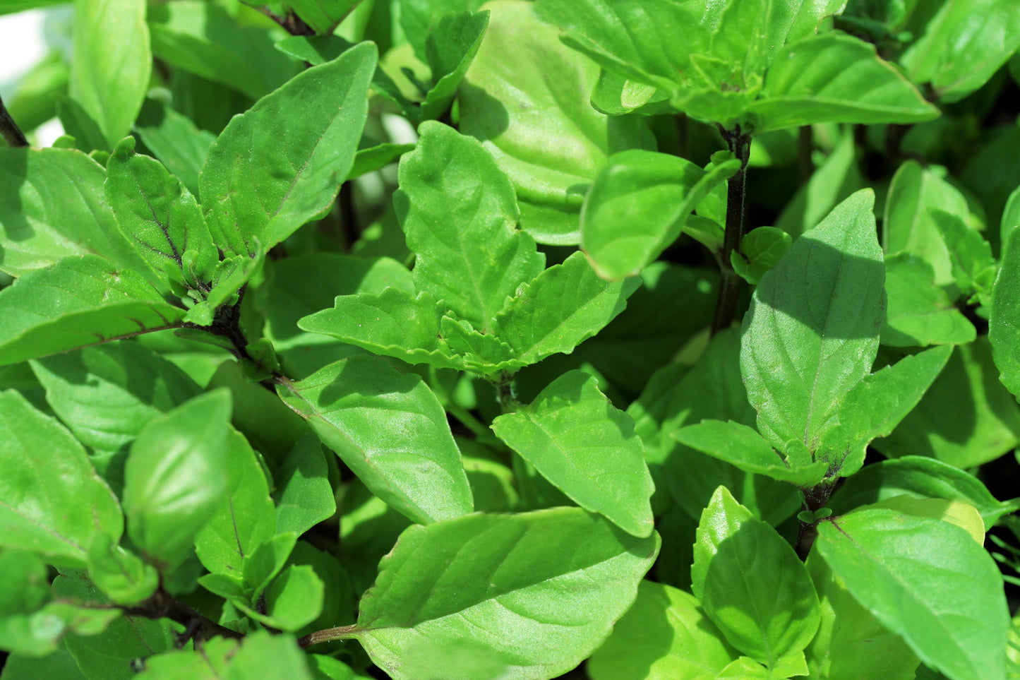 1000 CINNAMON BASIL Ocimum Basilicum HERB Flower Seeds